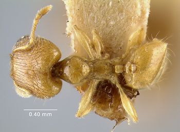 Media type: image; Entomology 20669